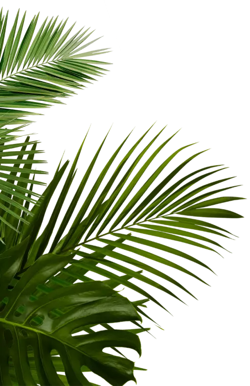decorative palm