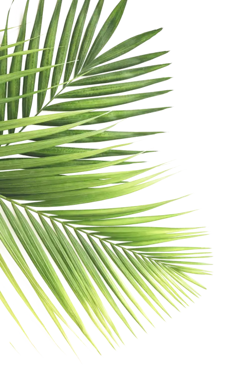 decorative palm