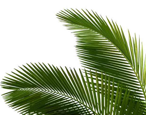 decorative palm